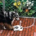 Doggie Fountain – Self-Serve Outdoor Water Dispenser